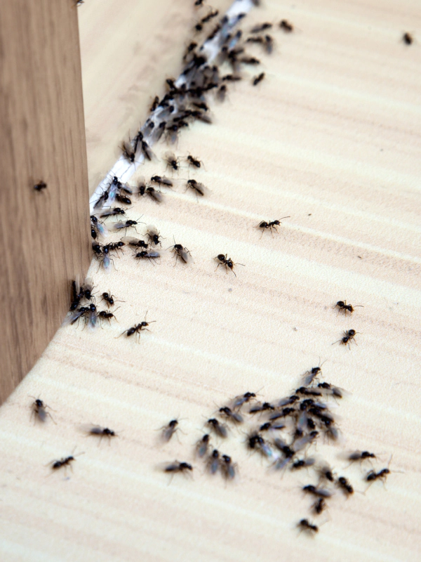 pest ants pest ants