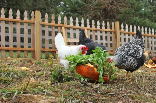 chickens in backyard