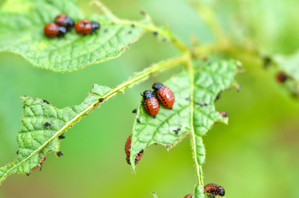 ecological pest control