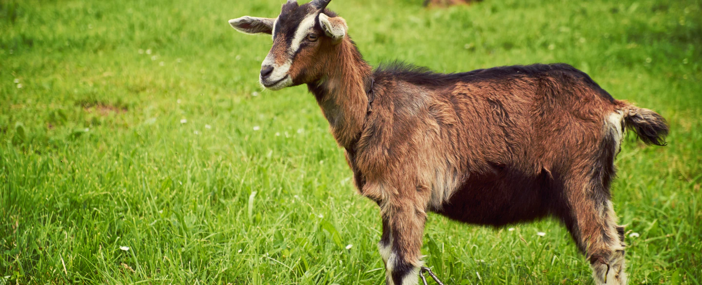 goat in backyard