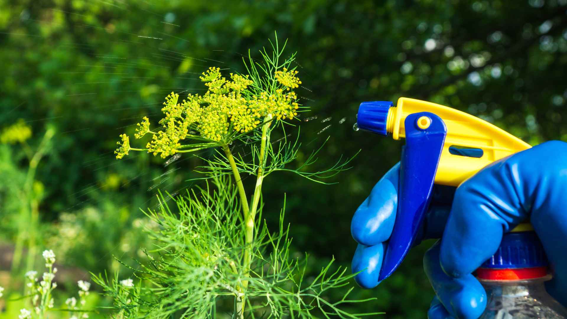 pest control about 1