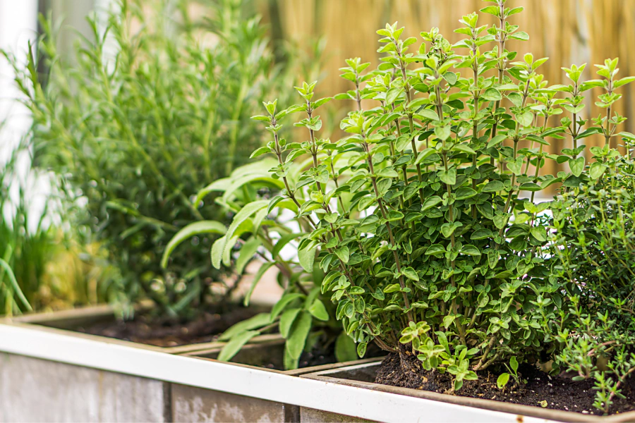 closeup of healthy plant henderson nv