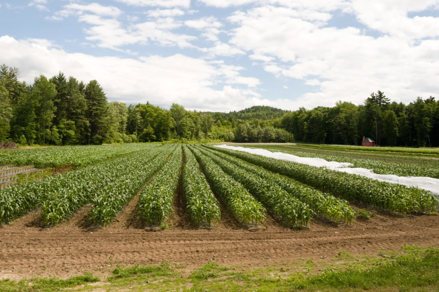 simple small farm in spring valley nv