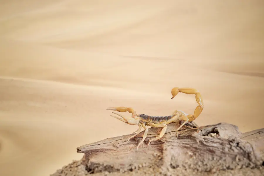 scorpion deserts
