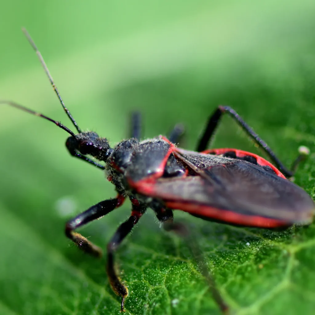 Kissing Bugs