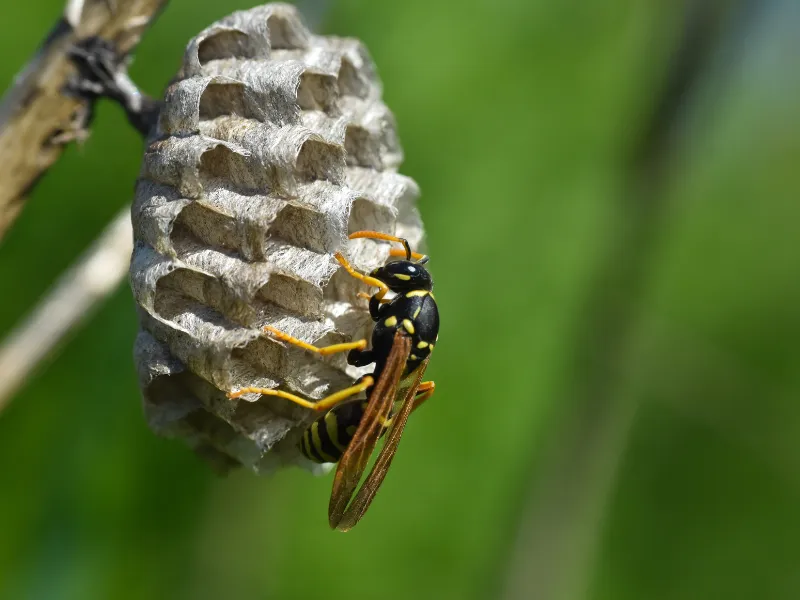 wasps