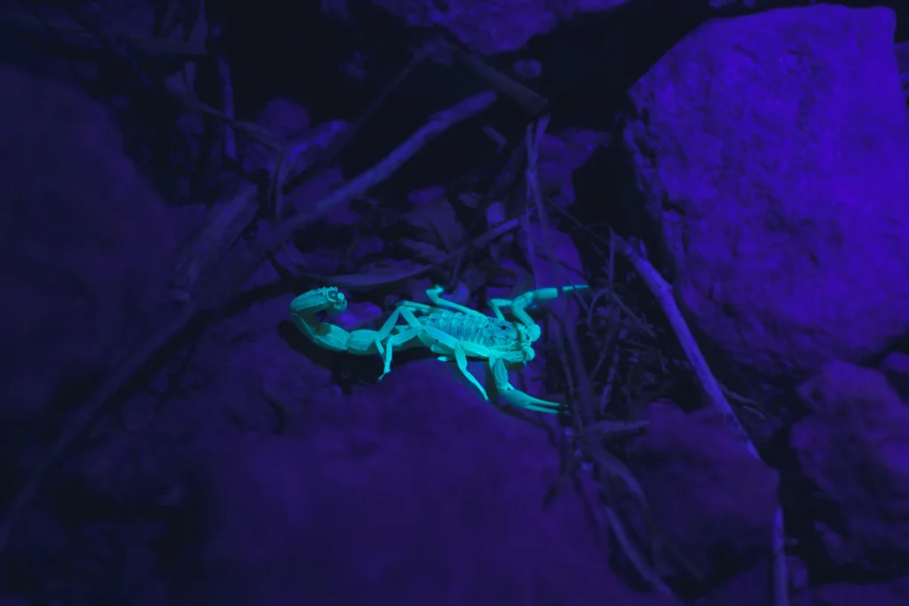 how to spot a scorpion