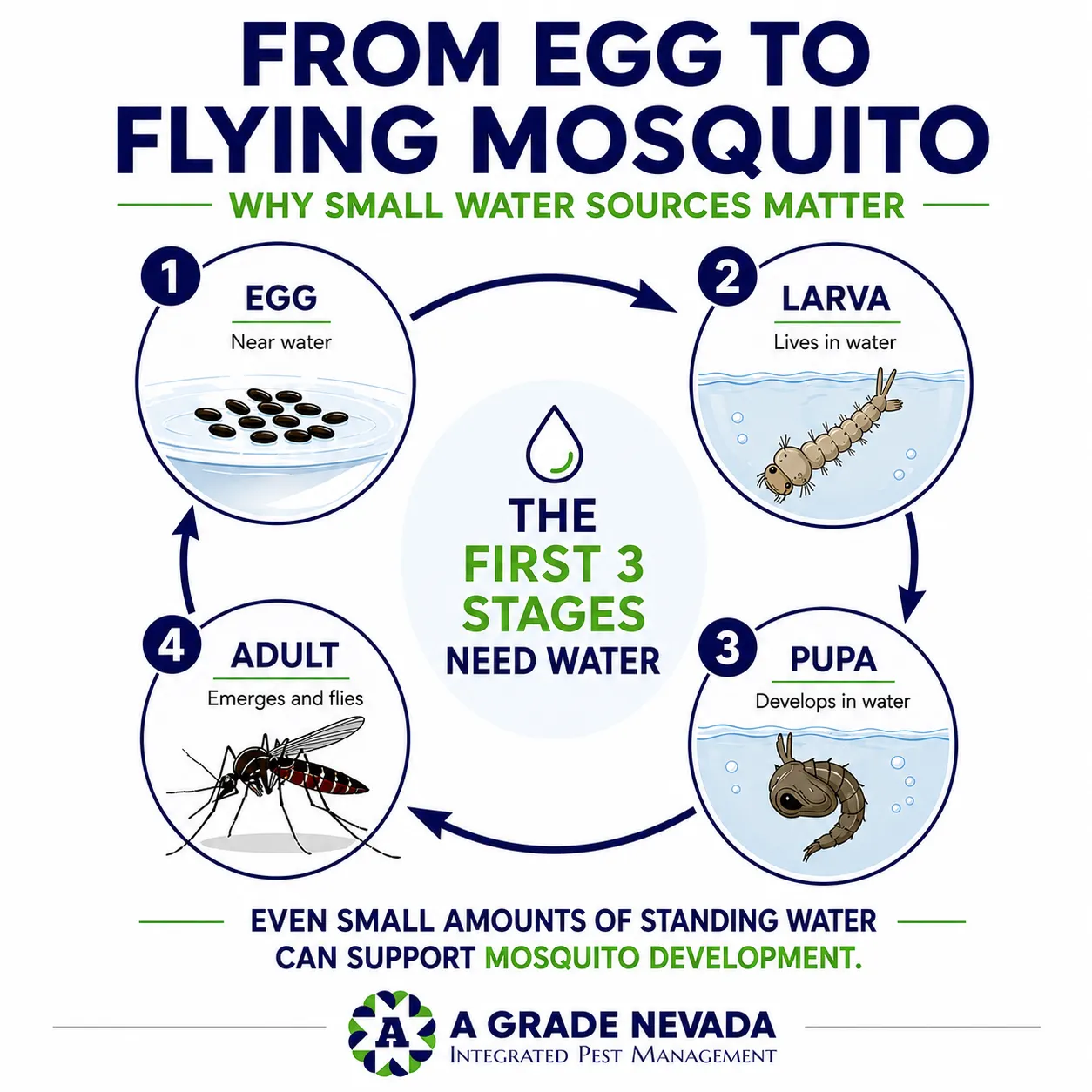mosquito life cycle infographic