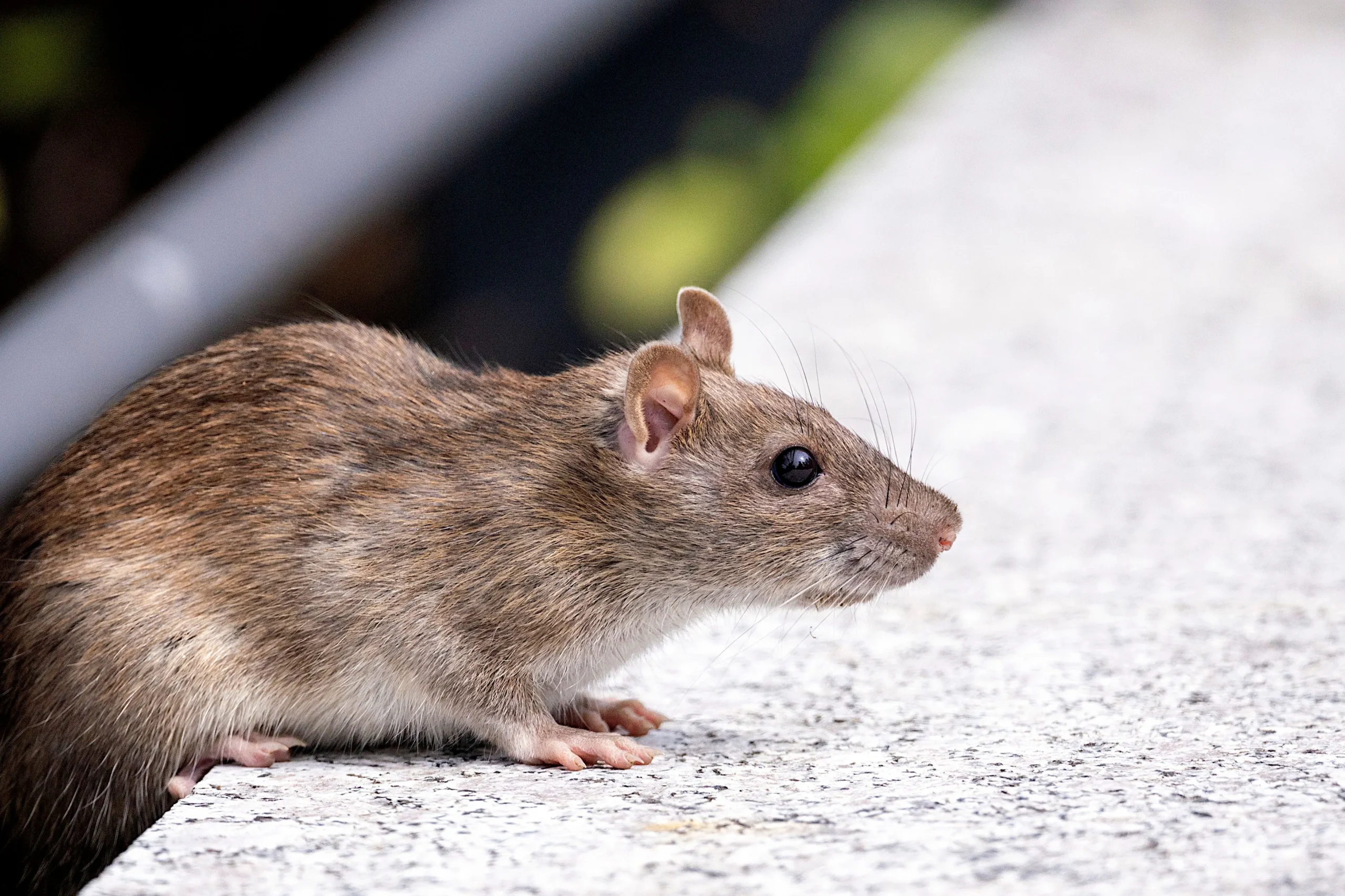 rodent management