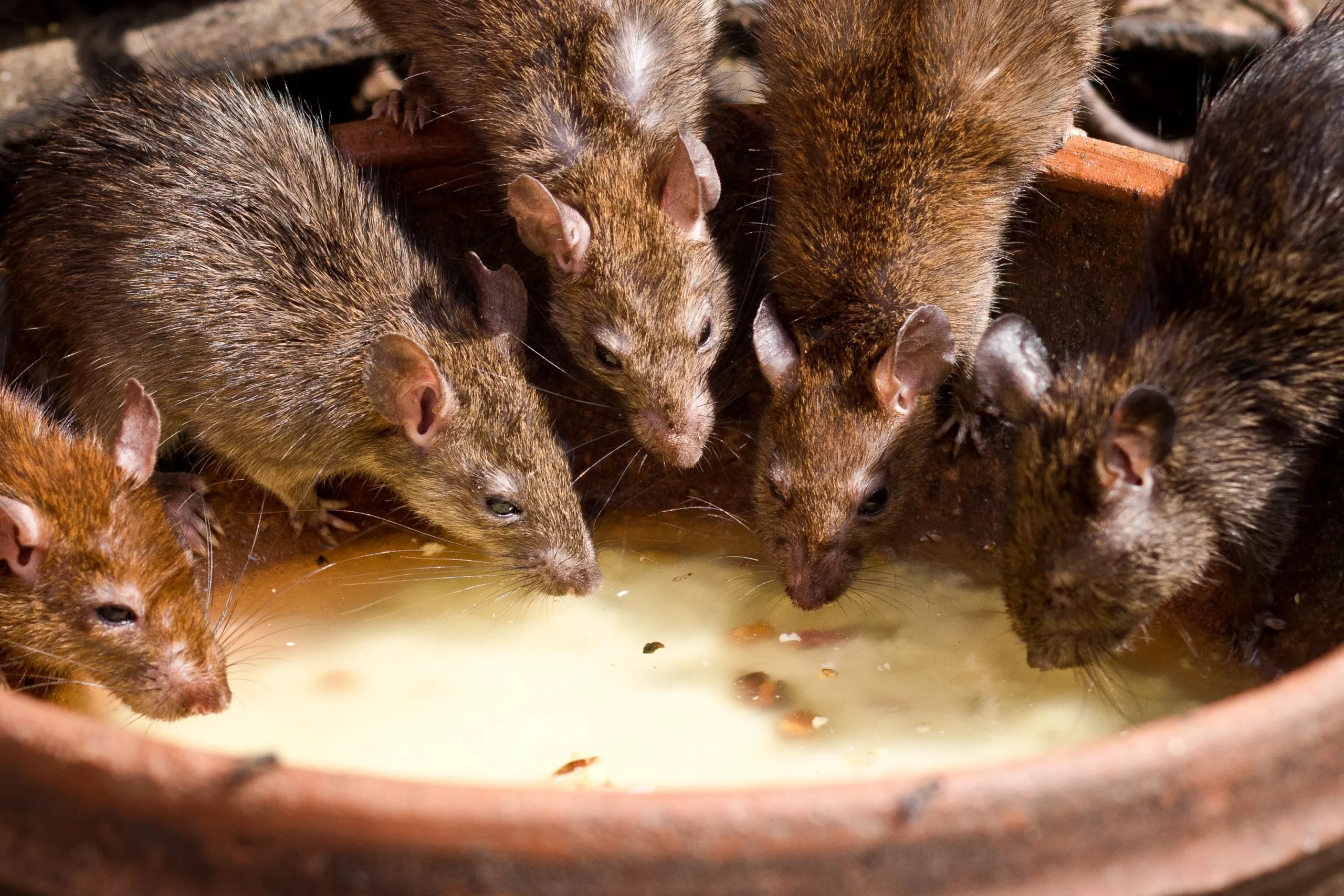 man pest control work rodent management
