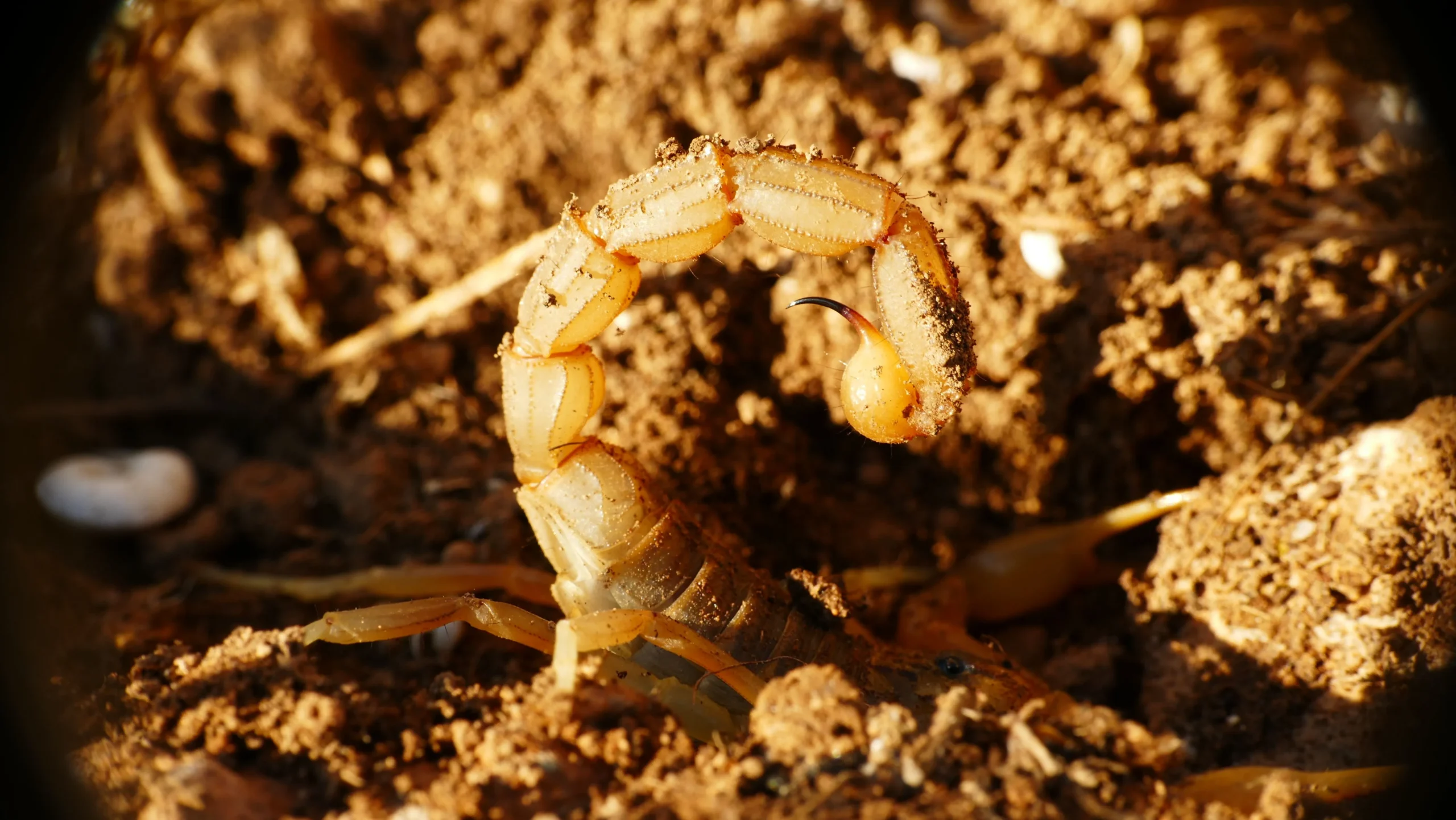 scorpion pest